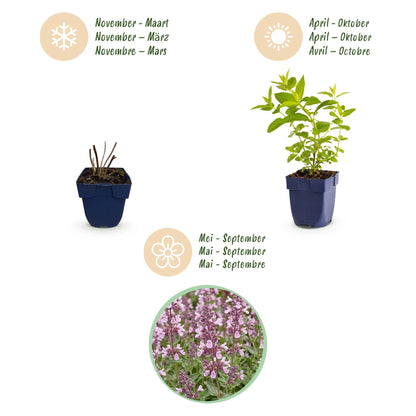 Katzenminze 'Wild Orchid' – Nepeta sibirica 'Wild Orchid' – 6 Pflanzen – Topf Ø11cm – Ansicht 4
