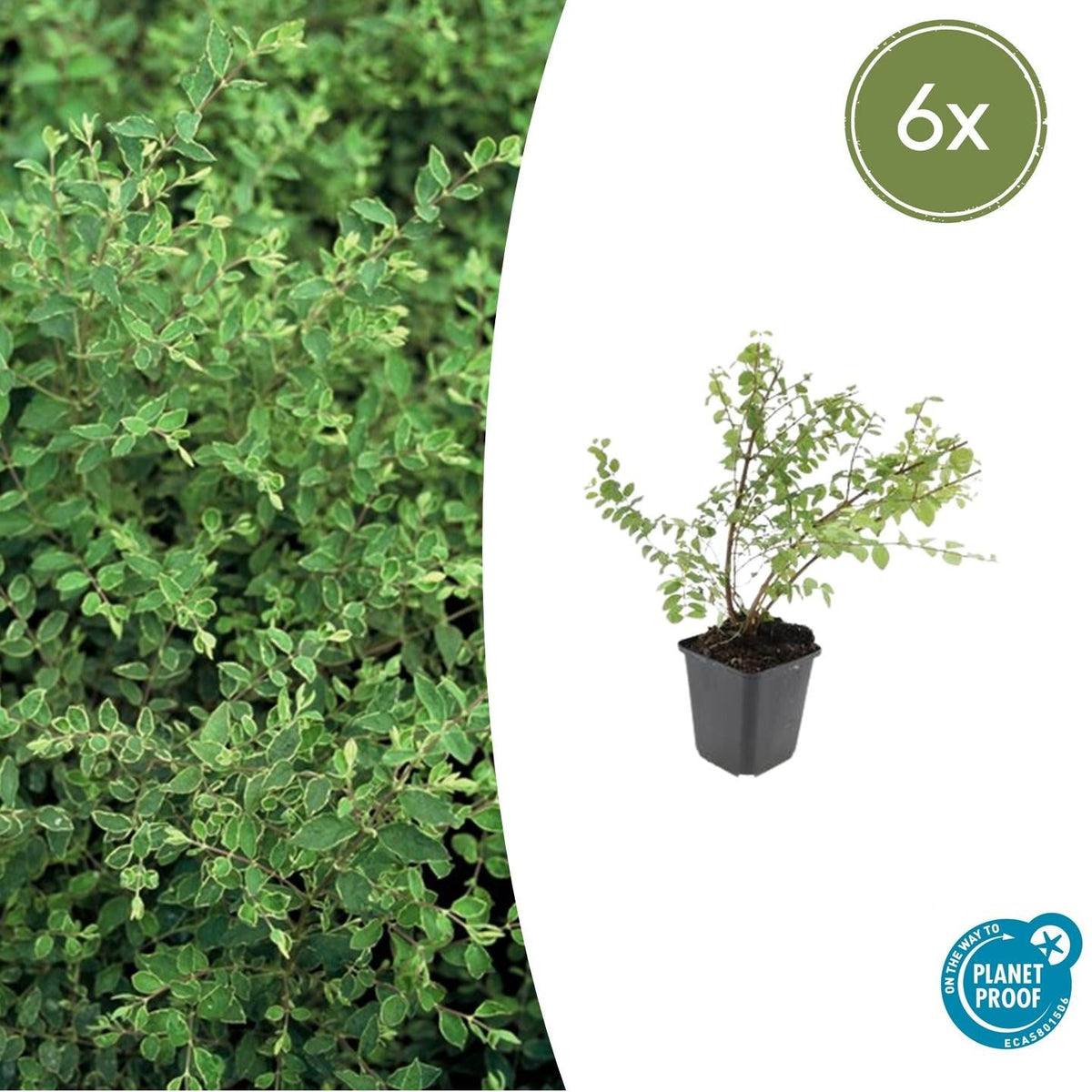 Niedrige Purpurbeere Symphoricarpos ch. 'Hancock' – 6 Pflanzen – Winterharter Strauch – Weiße Blüten & Beeren – Ø9cm – ↕10–25cm – Pflegeleicht & Wetterbeständig 