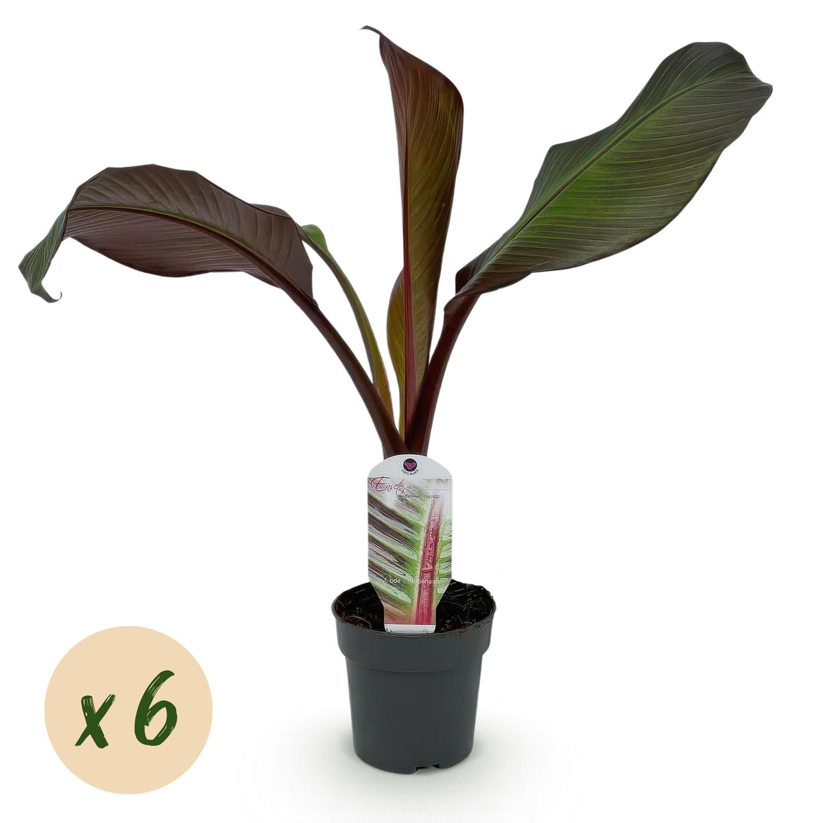 Bananenpflanze Ensete ventricosum Maurelli – Winterhart – Obstpflanze – Ø12cm – Höhe ca. 30cm – Ansicht 15