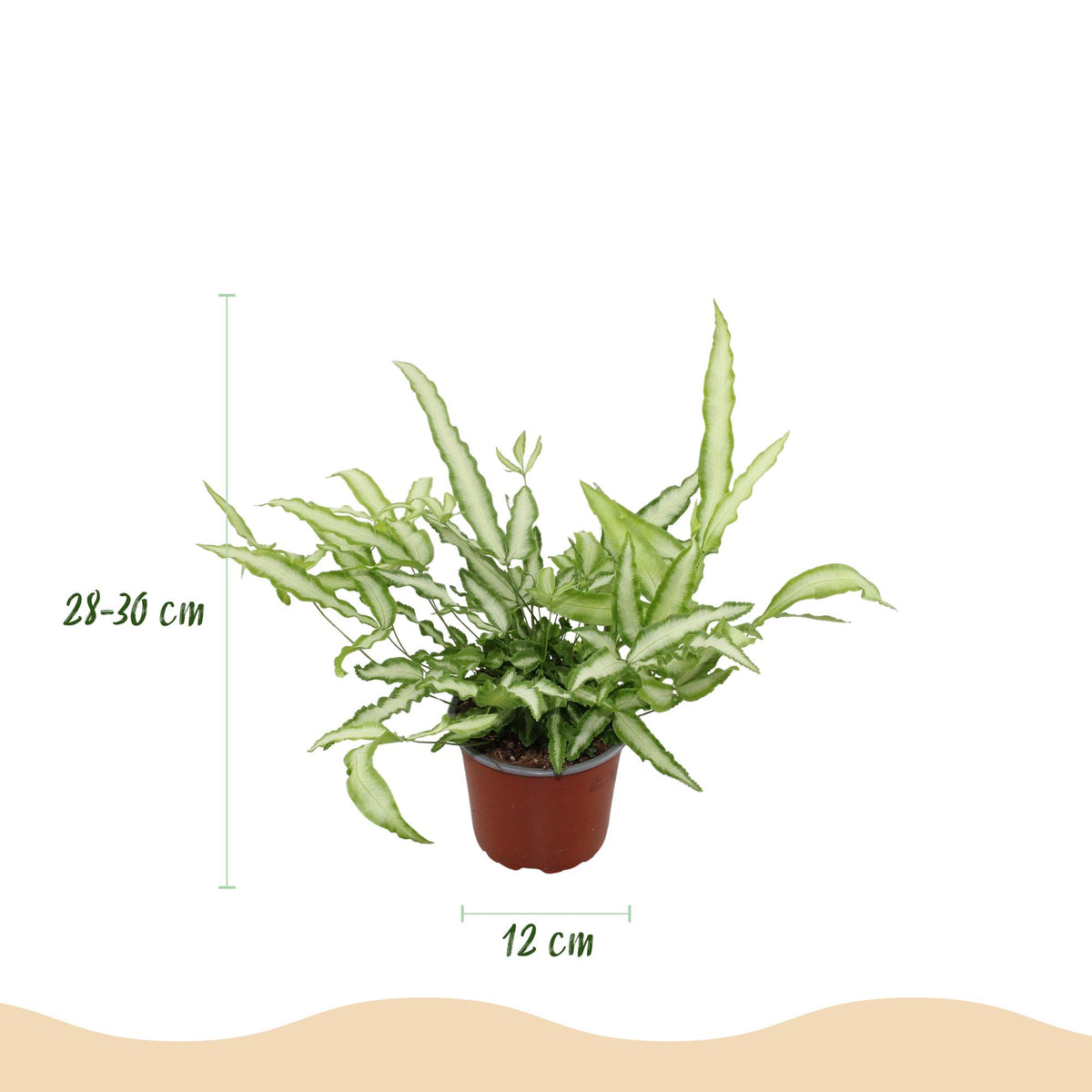 Green boutiQ - Zimmerpflanze - Pteris cretica Albolineata - Schwertfarn - Haustierfreundliche Pflanze - Grün - 2 Pflanzen - mit Potter Weiß - Topf 12cm - Höhe 20cm 