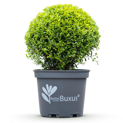 GreenboutiQ - Buxus Kugel - BetterBuxus Skylight - Widerstandsfähig gegen Buxuskrankheit - 2 Pflanzen - Topf 26cm Kugel 30cm 