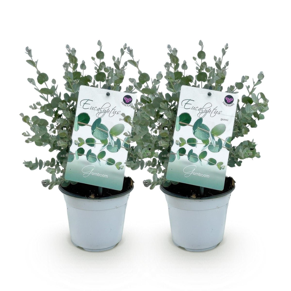 Eukalyptusbaum Eucalyptus gunnii – 2 Pflanzen – Winterhart – Topf Ø14 cm, Höhe ca. 30 cm – Duftende Terrassenpflanze – Blaugrüne Blätter – Für Garten, Balkon & Terrasse 