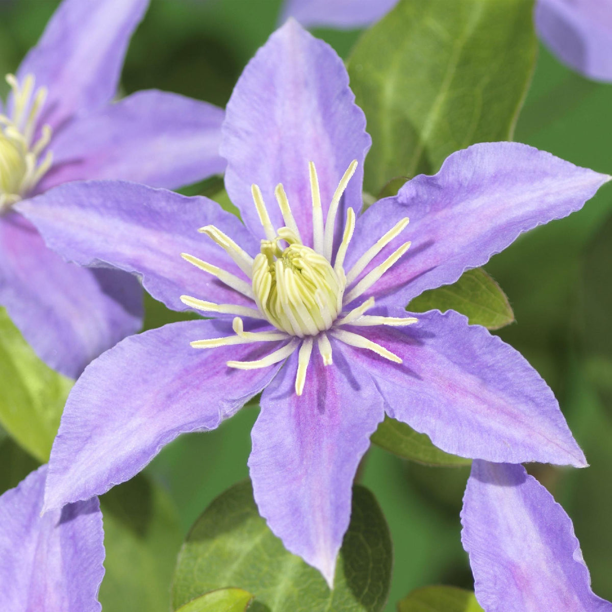 Kletterpflanze - Clematis Justa - Blüte Hellblau - Wenig Pflege - 2 Pflanzen - Topf 11cm Höhe 40cm 