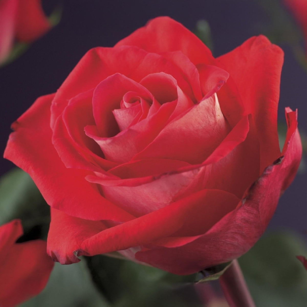 Kletterrose - Rosa Red Climber - Rot - Wenig Pflege - 2 Pflanzen - Topf 11cm Höhe 40cm 