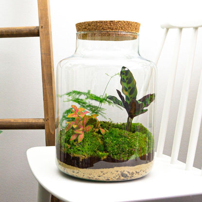 Flaschengarten Milky – DIY Bausatz Terrarium – ↕30cm – Do-It-Yourself Pflanzen-Set im Glas mit Korkdeckel – Autarkes Mini-Ökosystem – Inkl. Calathea, Fittonia, Spargel & Moos – Für Zuhause & Büro 