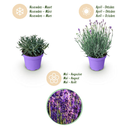 GreenboutiQ - Gartenpflanze - Lavandula angustifolia Munstead - Lavendel - Winterhart - Lila - 18 Pflanzen - Topf 12cm - Höhe 15-25cm 