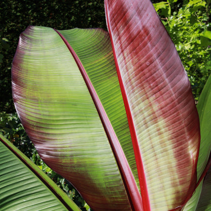 Green boutiQ - Fruit plant - Musa ensete Maurelli - Banana tree - Hardy - Red-Green - 2 Plants - Pot 15cm - Height 50cm 