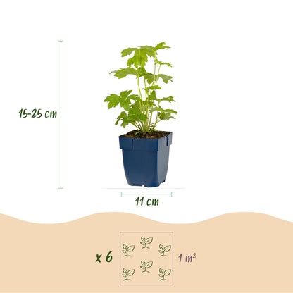 Rittersporn 'Astolat' – Delphinium 'Astolat' – Topf Ø11cm – Bienenfreundliche Staude für Garten & Balkon – Ansicht 3