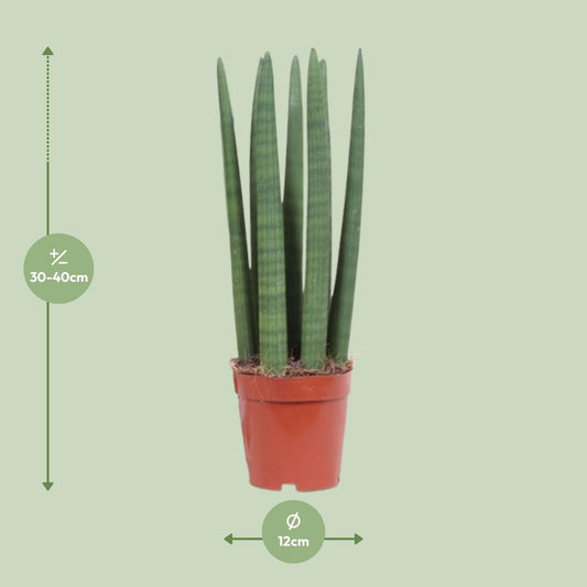 Schwiegermutterzunge – Sansevieria Straight – Zimmerpflanze – Ø12 cm Topf – Ca. 40 cm hoch – Pflegeleicht & luftreinigend – Ideal für kleine Räume & halbschattige Standorte 
