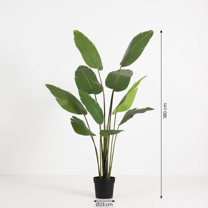 Strelitzia Nicolai Kunstpflanze 180cm – Große Paradiesvogelblume Deko Pflanze – Pflegefreie Zimmerpflanze für Wohnzimmer Büro & Empfangsbereich - Oasis of Life