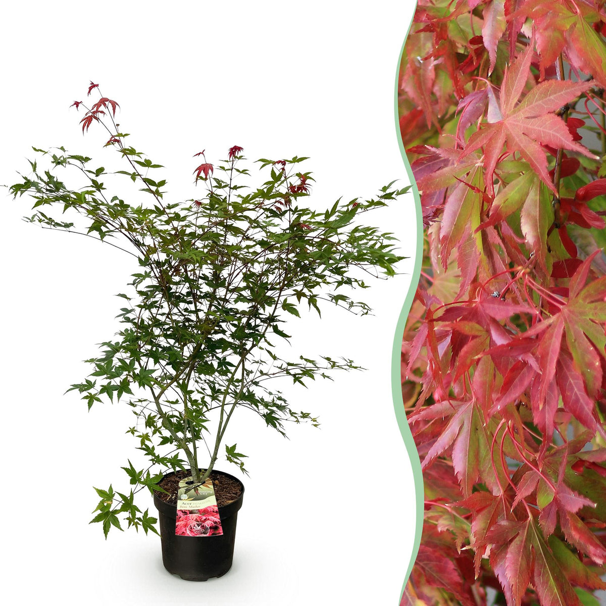 Green boutiQ - Gartenpflanze - Acer palmatum Beni Maiko - Japanischer Ahorn - Laubabwerfend - Rot - 1 - Topf 26cm - Höhe 90cm 