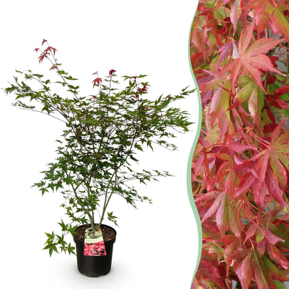 Green boutiQ - Gartenpflanze - Acer palmatum Beni Maiko - Japanischer Ahorn - Laubabwerfend - Rot - 1 - Topf 26cm - Höhe 90cm 