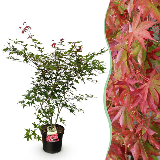 Green boutiQ - Gartenpflanze - Acer palmatum Beni Maiko - Japanischer Ahorn - Laubabwerfend - Rot - 1 - Topf 26cm - Höhe 90cm 