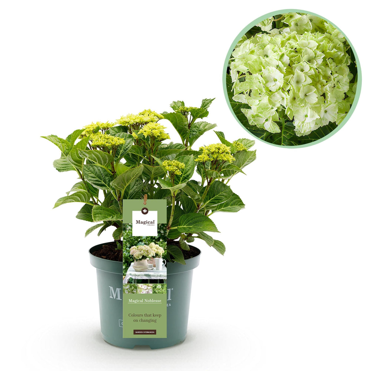 Hortensie Magical Noblesse – Hydrangea macrophylla – Weiß – Balkonpflanze – Im 23 cm Topf – Ca. 55 cm hoch – 6–10 Blüten – Für Balkon, Terrasse & Beet – Üppige Blüte & Farbenpracht 