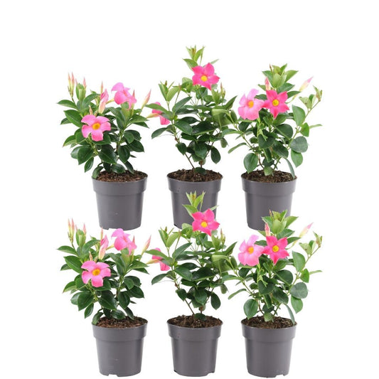 Dipladenia Pink – Mandevilla Pink – Kletterpflanze – Ø12cm – ↕25cm – 6 Pflanzen – blühfreudig & pflegeleicht – ideal für Balkon, Terrasse & Garten 