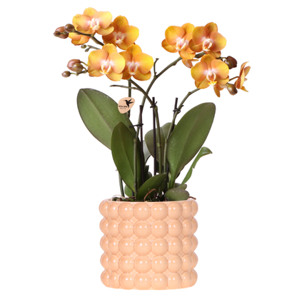 Kolibri Orchids | Orange/gelbe Las Vegas Orchidee + Poppy Peach Übertopf – Topfgröße Ø12cm | blühende Zimmerpflanze – frisch vom Züchter 