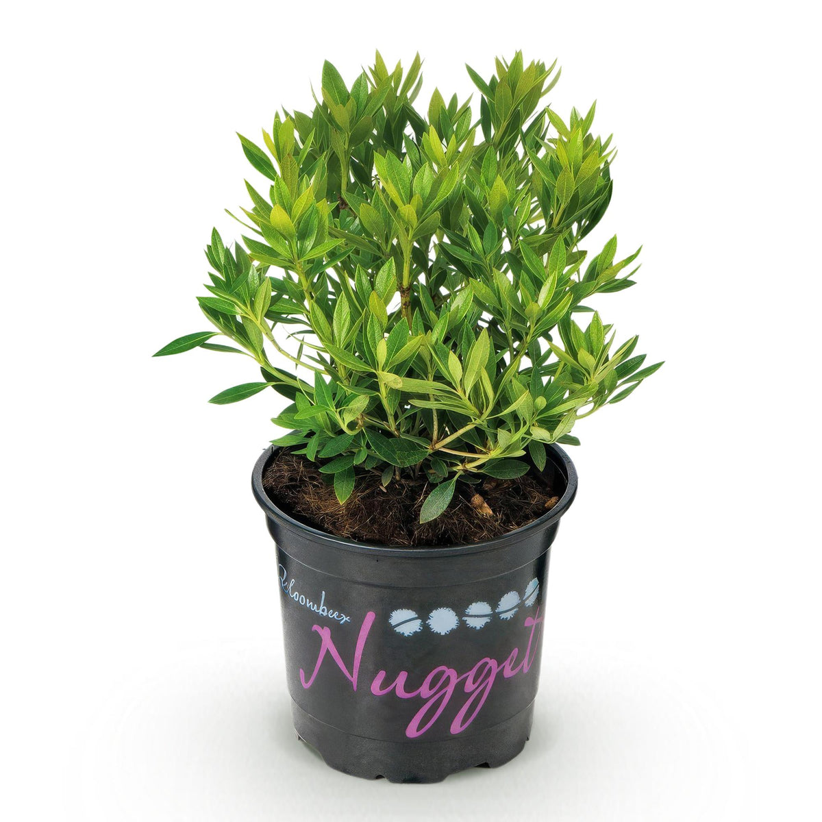 Green boutiQ - Zwerg-Rhododendron - Rhododendron Bloombux Light Pink - Blühender Buchsbaum - Wenig Pflege - Hellrosa Blüte - 1 Pflanze - Topf 10,5cm - Höhe 20-25cm 