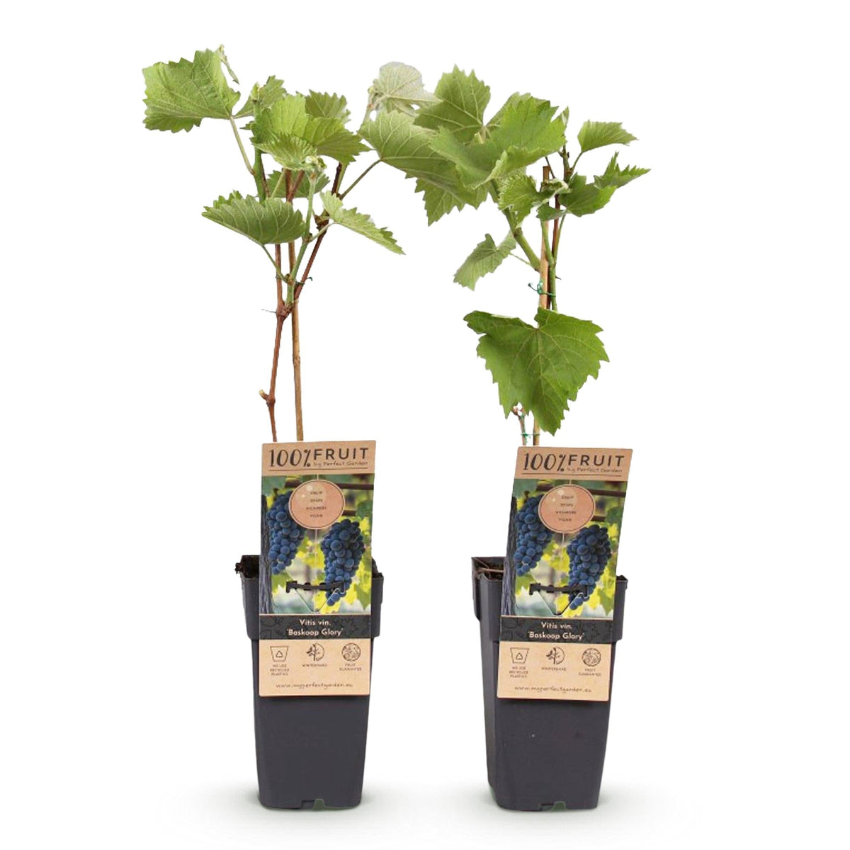 Weinrebe Vitis vinifera Boskoop Glory – Blaue Traube – 2 Pflanzen – Obstpflanze – 15cm – Höhe 50cm 