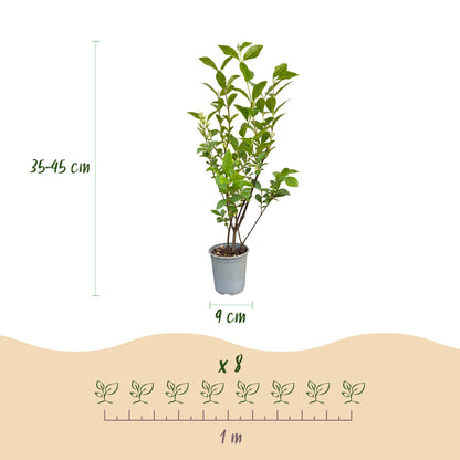Gewöhnlicher Liguster – Ligustrum ovalifolium – 16 Heckenpflanzen – Topf Ø9cm – Höhe 35-45cm – Ansicht 4