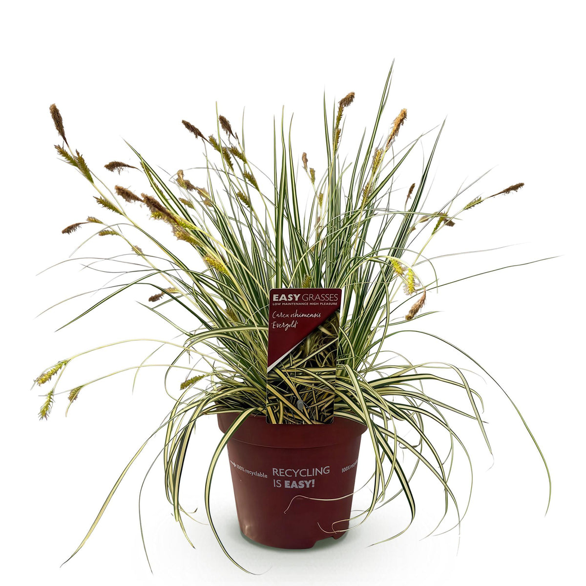 GreenboutiQ - Ziergräser - Carex oshimensis Evergold - Gelb & Grün - 1 Pflanze - Immergrün - Winterhart - Topf 17cm Höhe 50cm 