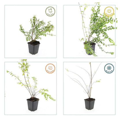 Symphoricarpos chenaultii 'Hancock' – 48 Pflanzen – weiß blühender & fruchtender Bodendecker – winterhart & pflegeleicht 