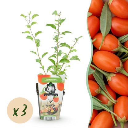 Goji-Beere Lycium barbarum winterhart 3 Pflanzen Ø9cm Höhe 30cm – Rote orange Beerenpflanze für Garten Beet Balkon & Terrasse 
