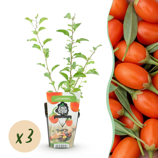 Goji-Beere Lycium barbarum winterhart 3 Pflanzen Ø9cm Höhe 30cm – Rote orange Beerenpflanze für Garten Beet Balkon & Terrasse 