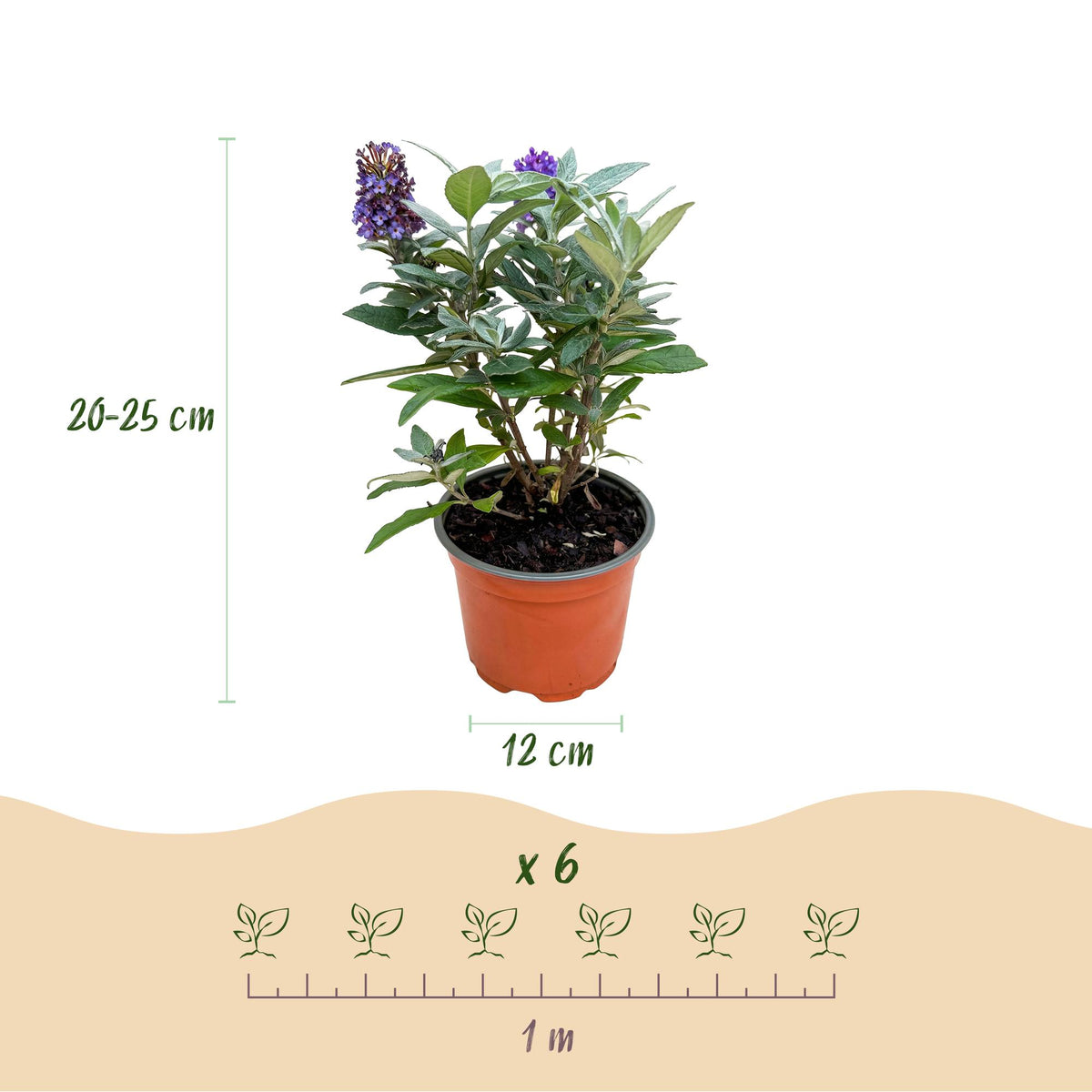 Green boutiQ - Gartenpflanze - Buddleja davidii Butterfly Candy Little Tricolour - Schmetterlingsstrauch - Kompakt - Rosa-Weiß-Blau - 3 Pflanzen - Topf 12cm - Höhe 20-25cm 