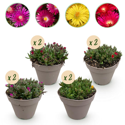 Delosperma Mix – 4 winterharte Bodendeckerpflanzen – Farben Rot, Gelb, Lila & Rosa – Pflegeleichte Blühpflanzen 14cm – 17cm H