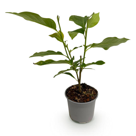 GreenboutiQ - Gartenpflanze - Magnolia Heaven Scent - Blüte Rosa - 1 Pflanze - Laubabwerfend - Wenig Pflege - Topf 12cm Höhe 30cm 