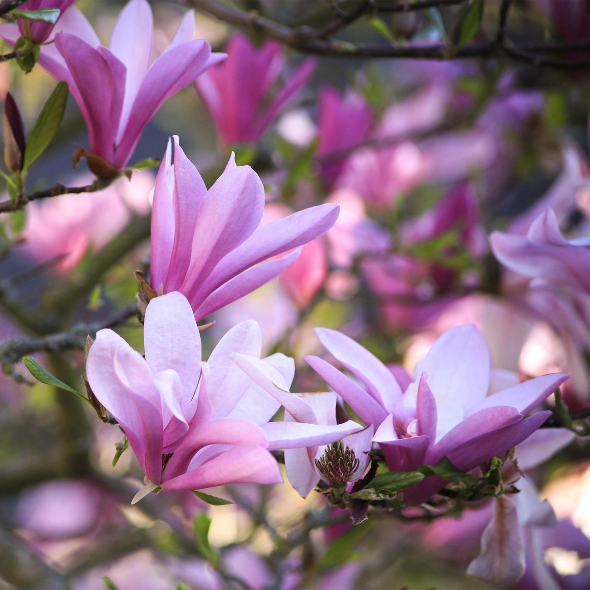 GreenboutiQ - Gartenpflanze - Magnolia Betty - Blüte Weiß - 1 Pflanze - Laubabwerfend - Wenig Pflege - Topf 12cm Höhe 30cm 