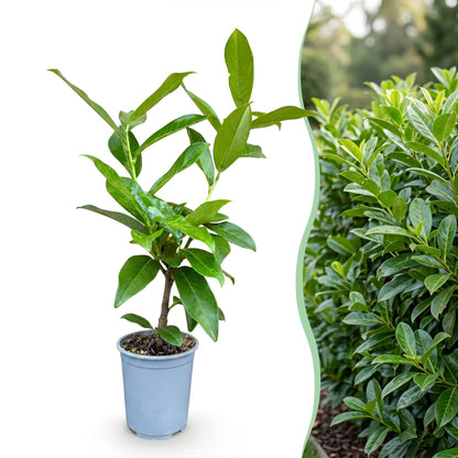 Kirschlorbeer 'Novita' – Prunus laurocerasus 'Novita' – 16 Heckenpflanzen – Topf Ø9cm – Höhe 25-35cm – Ansicht 3
