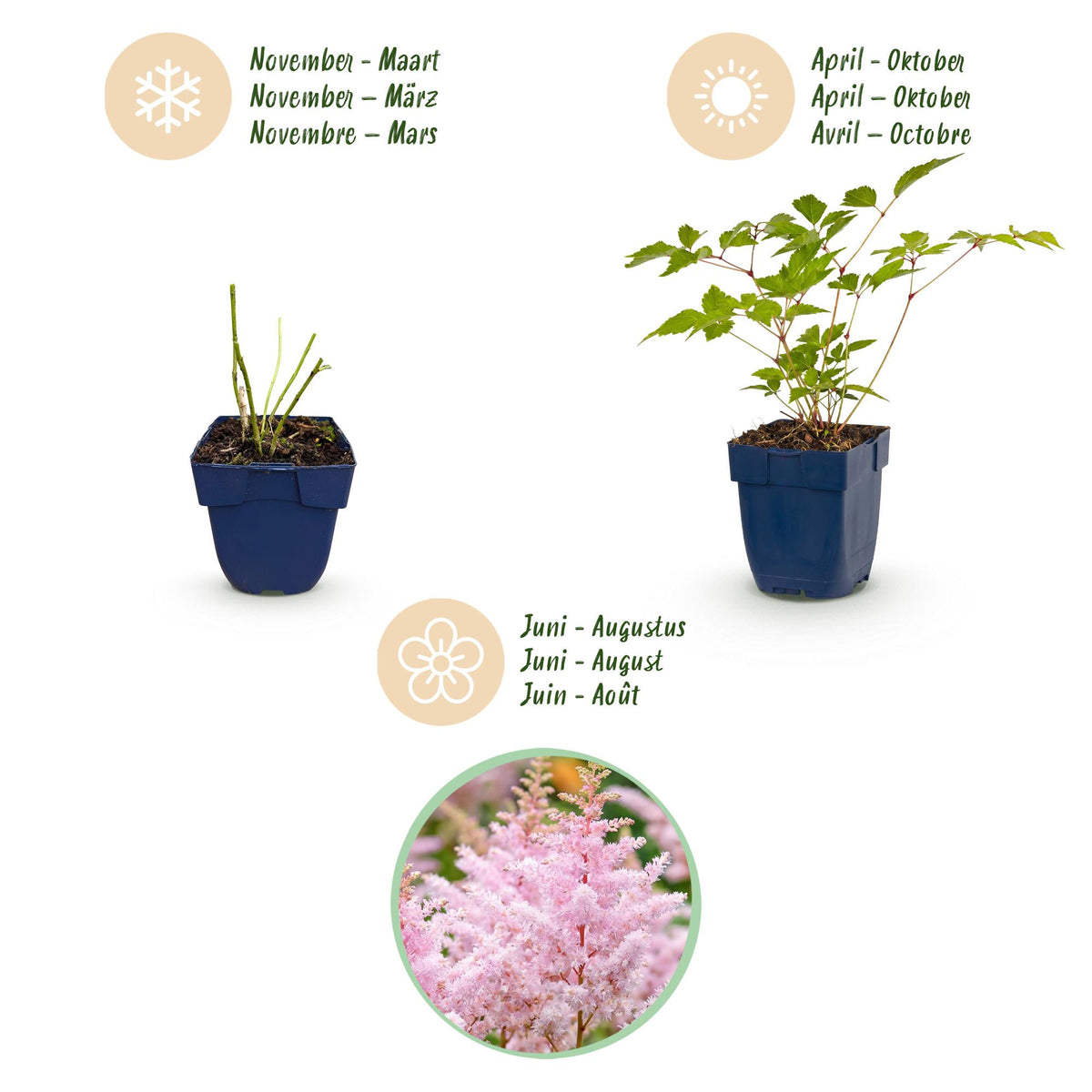 Prachtspiere 'Europa' – Astilbe japonica 'Europa' – Topf Ø11cm – Bienenfreundliche Staude für Garten & Balkon – Ansicht 4