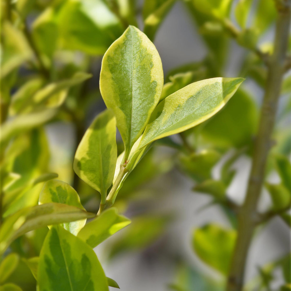 Ovalblättriger Liguster Ligustrum ovalifolium Aureum – Immergrüne Heckenpflanzen – 8 Pflanzen – 1 m – 9 cm Höhe 35–40 cm – Gelb-Grün – Pflegeleicht 