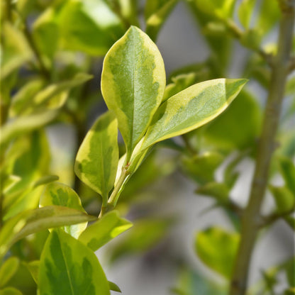 Ovalblättriger Liguster Ligustrum ovalifolium Aureum – Immergrüne Heckenpflanzen – 8 Pflanzen – 1 m – 9 cm Höhe 35–40 cm – Gelb-Grün – Pflegeleicht 