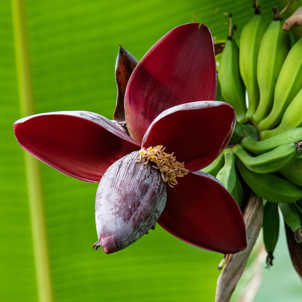 Bananenpflanze Musa sikkimensis Red Tiger – Tropische Gartenbanane – Ø12cm, Höhe ca. 30cm – Ansicht 11