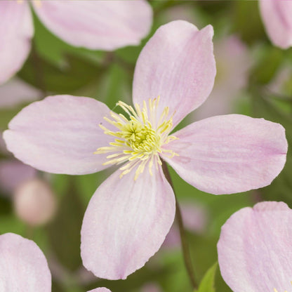 Kletterpflanze Clematis montana Rubens – Hellrosa Blüten – Frühblühend – 2 Pflanzen – 11 cm x H40 cm – Bis 10 m – Pflegeleicht – Ideal für Garten, Balkon & Pergola 