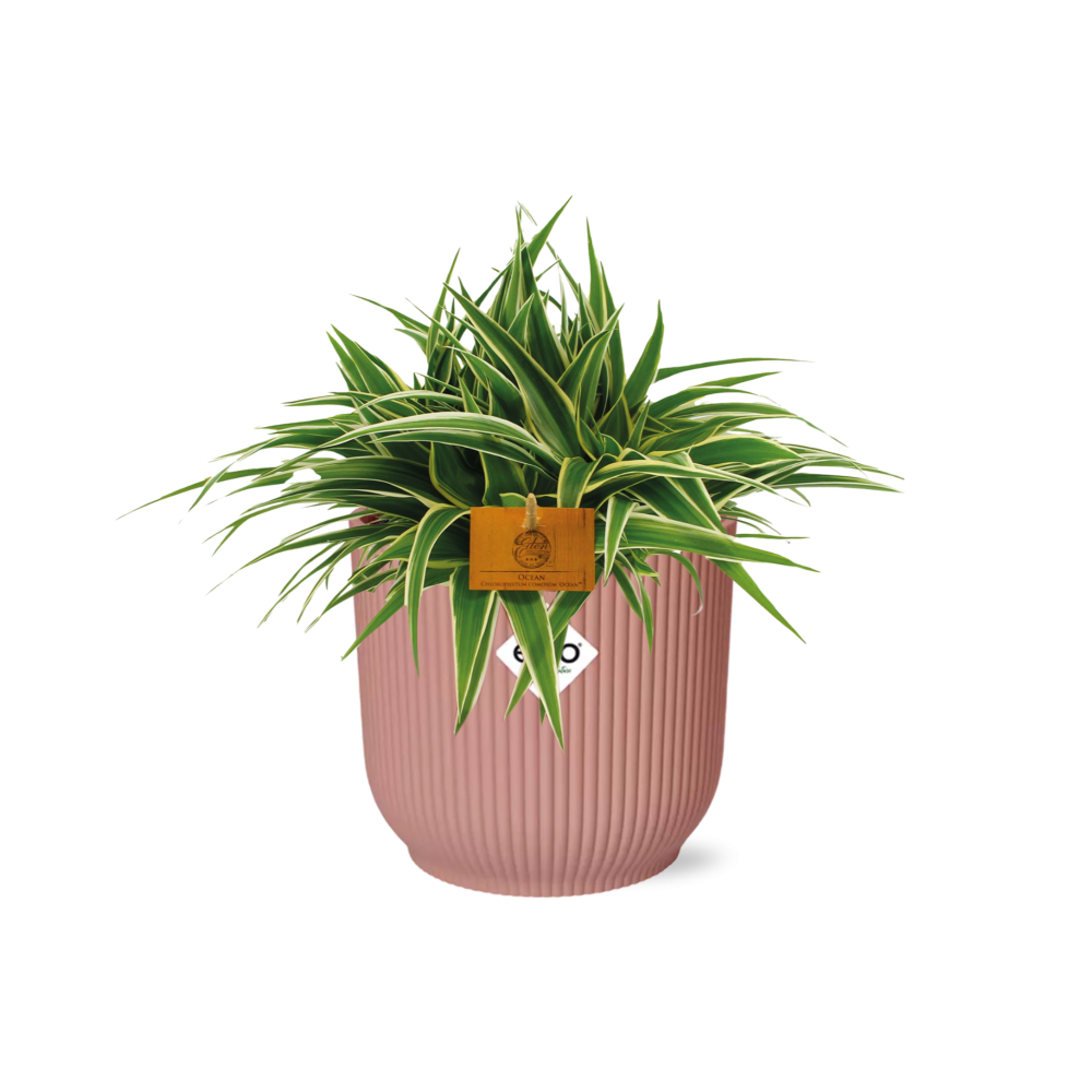Grünlilie - Chlorophytum Ocean - Zimmerpflanze - 15cm in TopfVibes Fold 16cm Delicate pink 