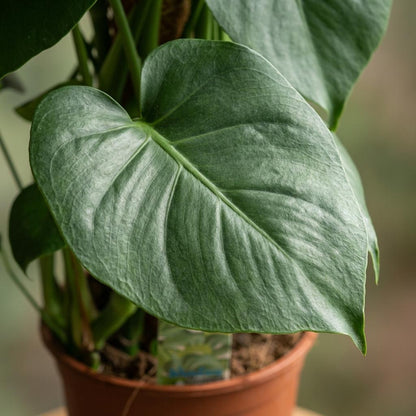 Green boutiQ - Zimmerpflanze - Fensterblatt - Monstera Deliciosa Moosstab - Grün - Pflegeleicht - 1 Pflanze - Topf 19cm - Höhe 90cm 