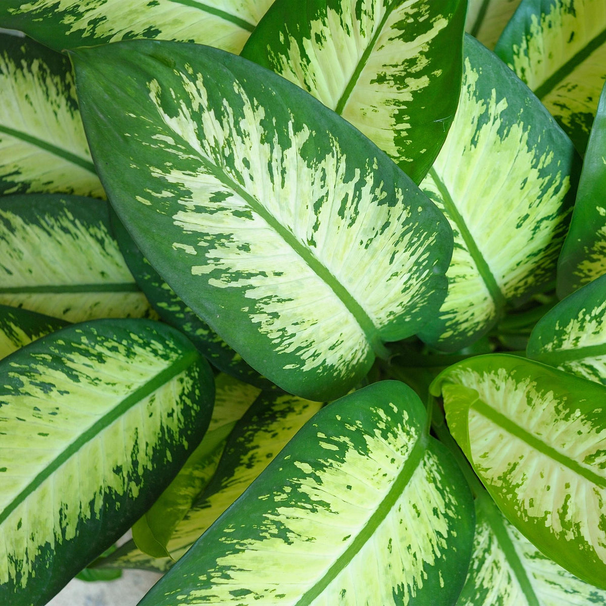 Green boutiQ - Zimmerpflanzen - Diefenbachia Tropic Snow - Dieffenbachia - Wenig Pflege - mit Potter Grau - Bunt - 1 Pflanze - mit Potter Grau - Topf 21cm - Höhe 90-100cm 