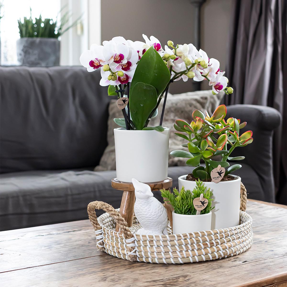 Kolibri Home | Simplicity pot - Wit - 9cm 