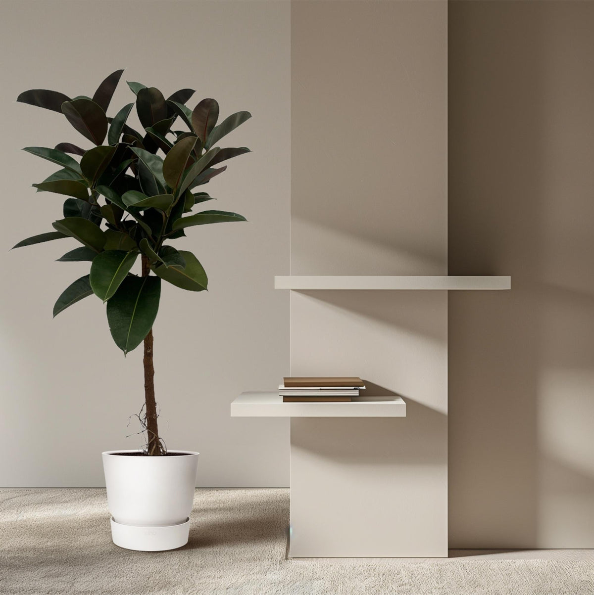 Gummibaum Ficus Elastica Robusta Stamm – Zimmerpflanze 140cm hoch – Ø27cm – Üppige, glänzende Blätter – Pflegeleicht & dekorativ 