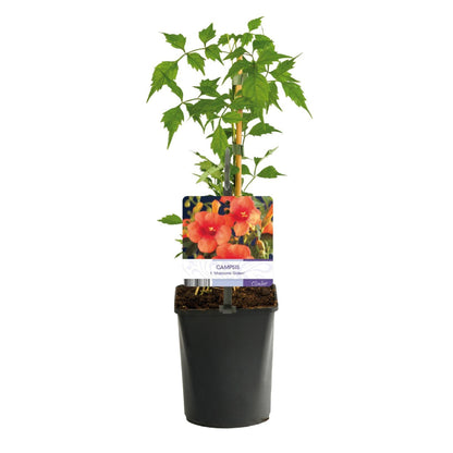 Trompetblume Campsis radicans Madame Galen – Orange Blüten – 2 Pflanzen – 11 cm x H40 cm – Bis 10 m – Pflegeleicht – Ideal für Garten, Balkon & Pergola 