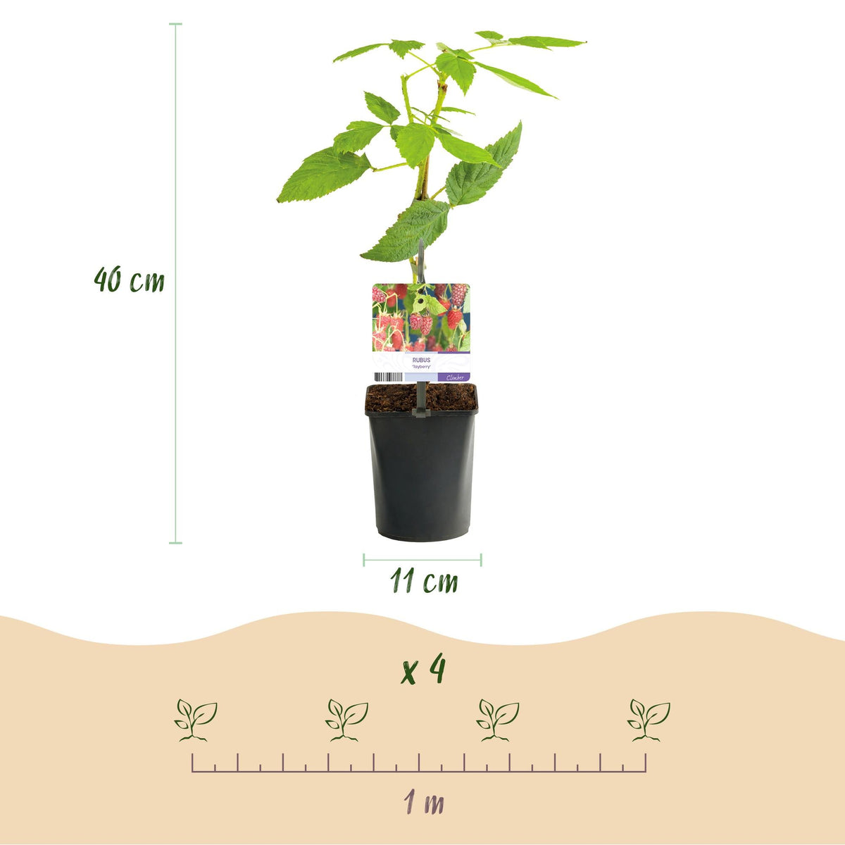 Tayberry - Rubus Tayberry - Obstpflanze - Kreuzung aus Himbeere und Brombeere - 2 Pflanzen - Topf 11cm Höhe 40cm 