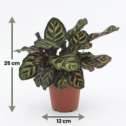 Pfauenpflanze – Calathea makoyana – Topf Ø12cm – Höhe 25cm – Dekorative Zimmerpflanze – Ansicht 5