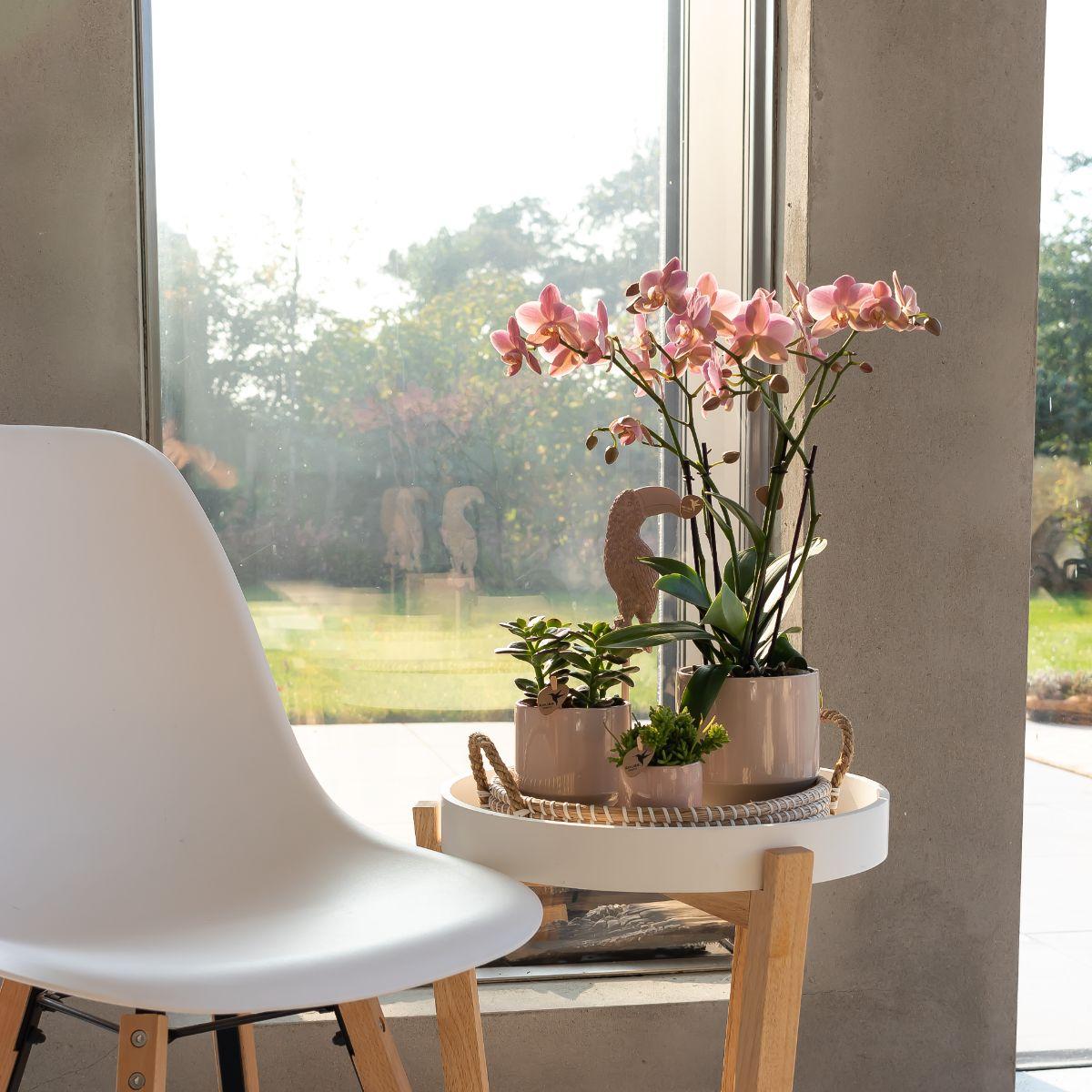 Kolibri Orchids | altrosa Phalaenopsis-Orchidee - Jewel Treviso - Topfgröße Ø9cm | blühende Zimmerpflanze - frisch vom Züchter 