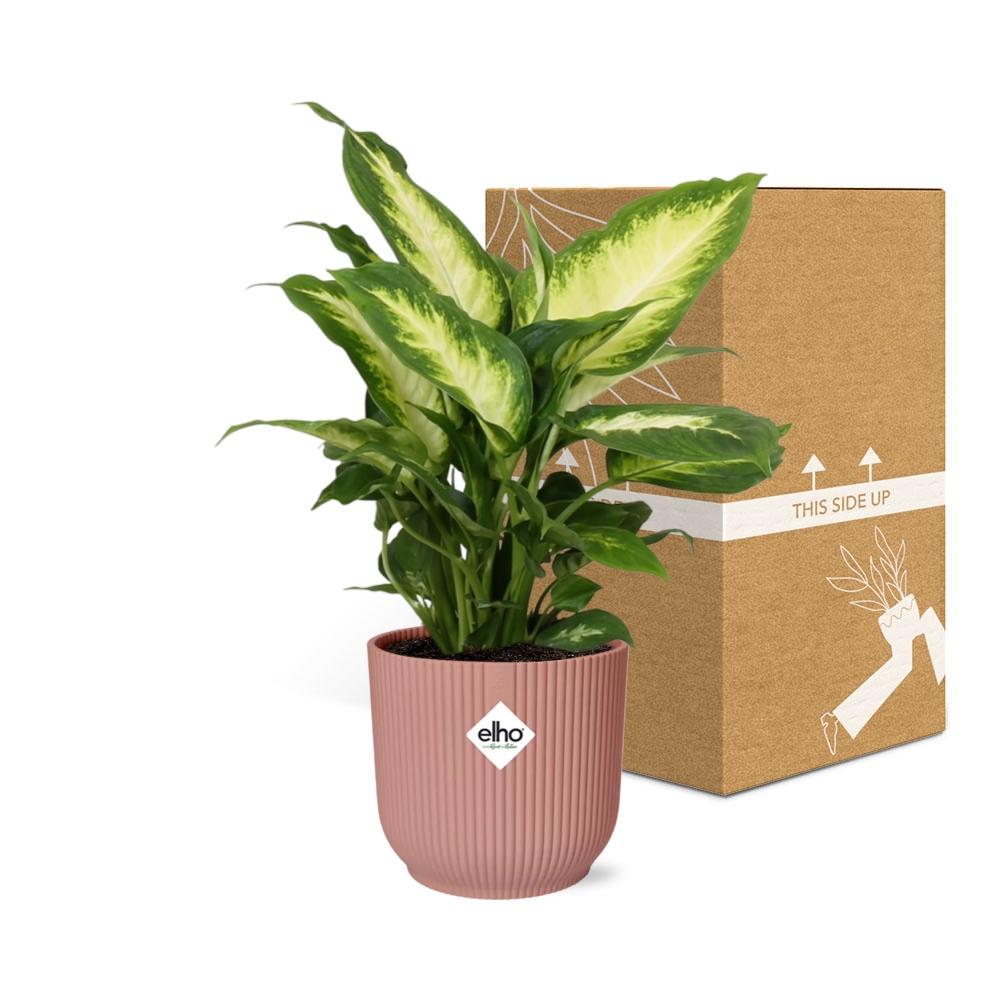 Dieffenbachia ‘Camilla’ – Zimmerpflanze im 14cm – Luftreinigende tropische Zimmerpflanze – Pflegeleicht – Halbschatten geeignet 