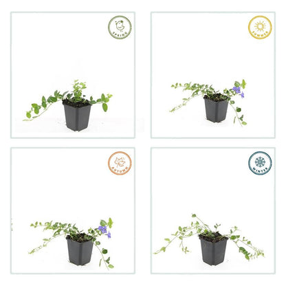 Kleinblättriges weißbuntes Immergrün Vinca minor 'Argenteovariegata' – ↕10-25cm – Ø9cm – 6 Pflanzen – Bodendecker – Violette Blüten – Wintergrün 