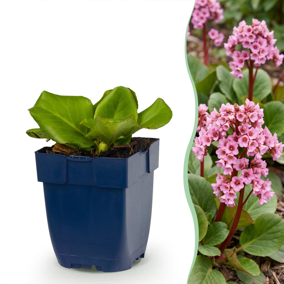 Bergenie – Bergenia cordifolia – 6 Pflanzen – Topf Ø11cm – Bienenfreundliche Staude für Garten & Balkon