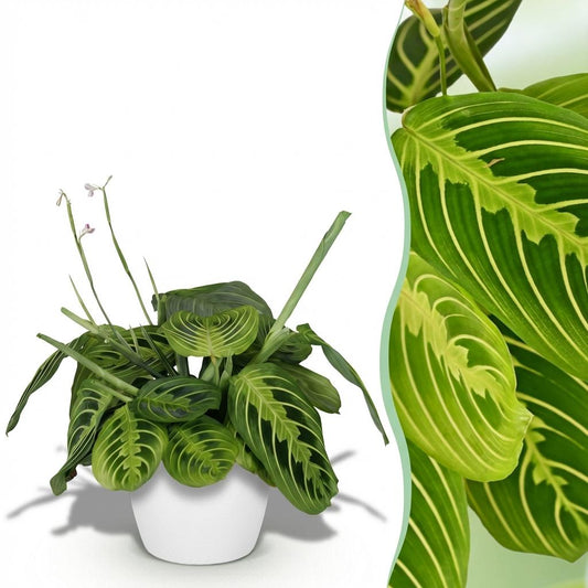 Green boutiQ - Zimmerpflanze - Maranta Fascinator Lemon Lime - Gebetspflanze - Haustierfreundliche Pflanze - Grün - 1 Pflanze - mit Potter Weiß - Topf 12cm - Höhe 25cm 
